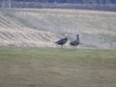Anser caerulescens × Anser albifrons