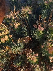 Myrsiniteae