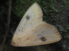 Rivula sericealis