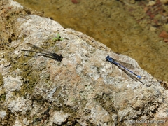 Argia carlcooki