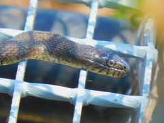 Nerodia sipedon sipedon