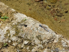 Argia carlcooki