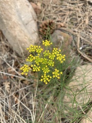 Cymopterus filifolius