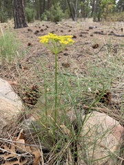 Cymopterus filifolius
