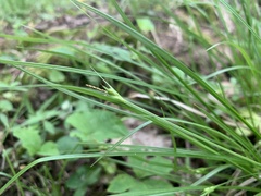 Carex jamesii