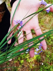 Sisyrinchium elizabethiae