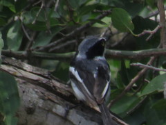 Batis molitor molitor