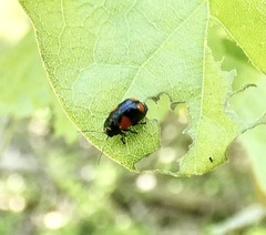 Cryptocephalus quadruplex