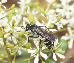 Turneromyia
