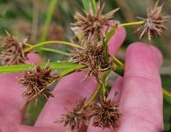 Cyperus vaginatus