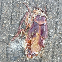 Periplaneta americana