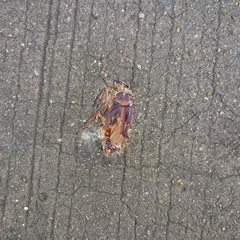 Periplaneta americana