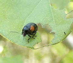 Cryptocephalus quadruplex