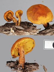 Gymnopilus crociphyllus