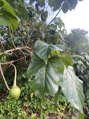 Thespesia grandiflora