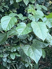 Thespesia grandiflora