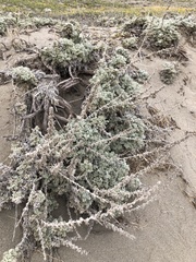 Artemisia pycnocephala