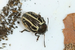 Zygogramma malvae