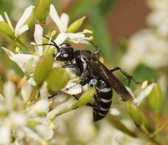 Turneromyia