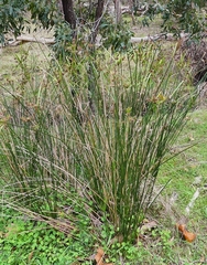 Cyperus vaginatus