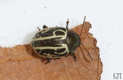 Zygogramma malvae