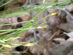 Trichophorum planifolium