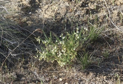Astragalus mulfordiae