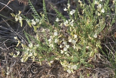 Astragalus mulfordiae