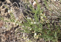 Astragalus mulfordiae