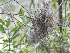 Tillandsia recurvata image