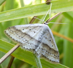 Scopula obliquiscripta