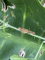 Piezosternum subulatum