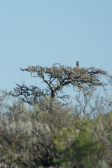 Geoffroea decorticans