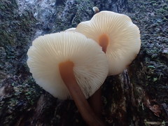 Collybia eucalyptorum