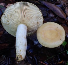 Russula neerimea
