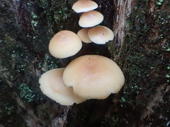 Collybia eucalyptorum
