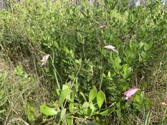 Cleistesiopsis divaricata