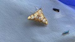 Neoanalthes contortalis