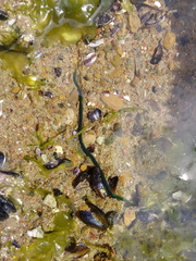 Eulalia clavigera