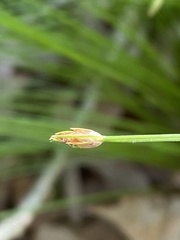 Trichophorum planifolium