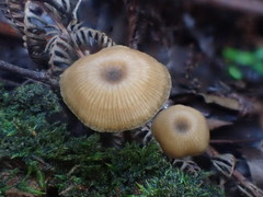 Entoloma readiae