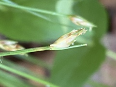 Trichophorum planifolium