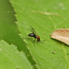 Dilophus strigilatus
