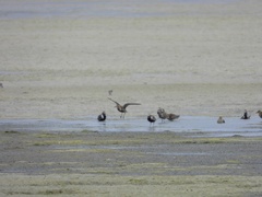 Pluvialis fulva
