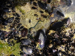 Eulalia clavigera
