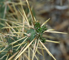 Cylindropuntia davisii
