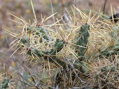 Cylindropuntia davisii