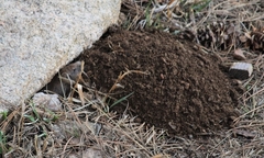 Thomomys talpoides