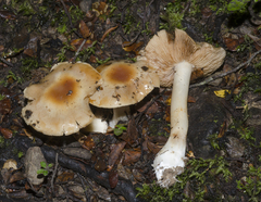 Cortinarius cremeolinus