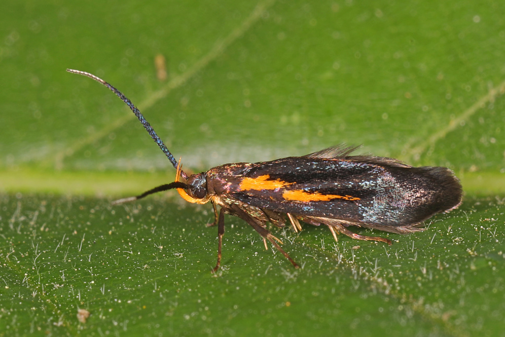 Newman's Mathildana Moth